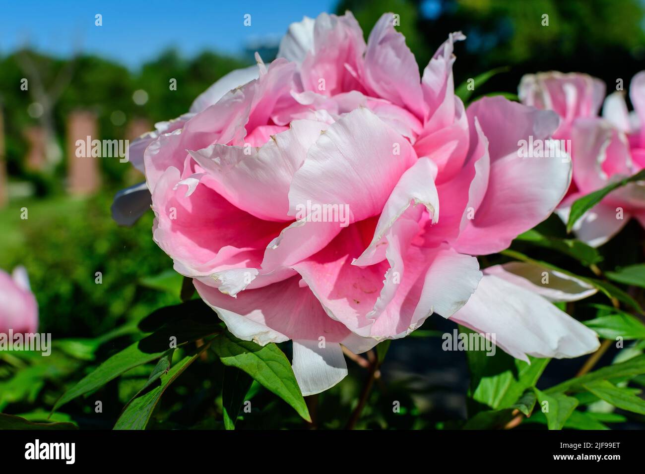 Bush with one large delicate pink peony flowers in direct sunlight, in ...