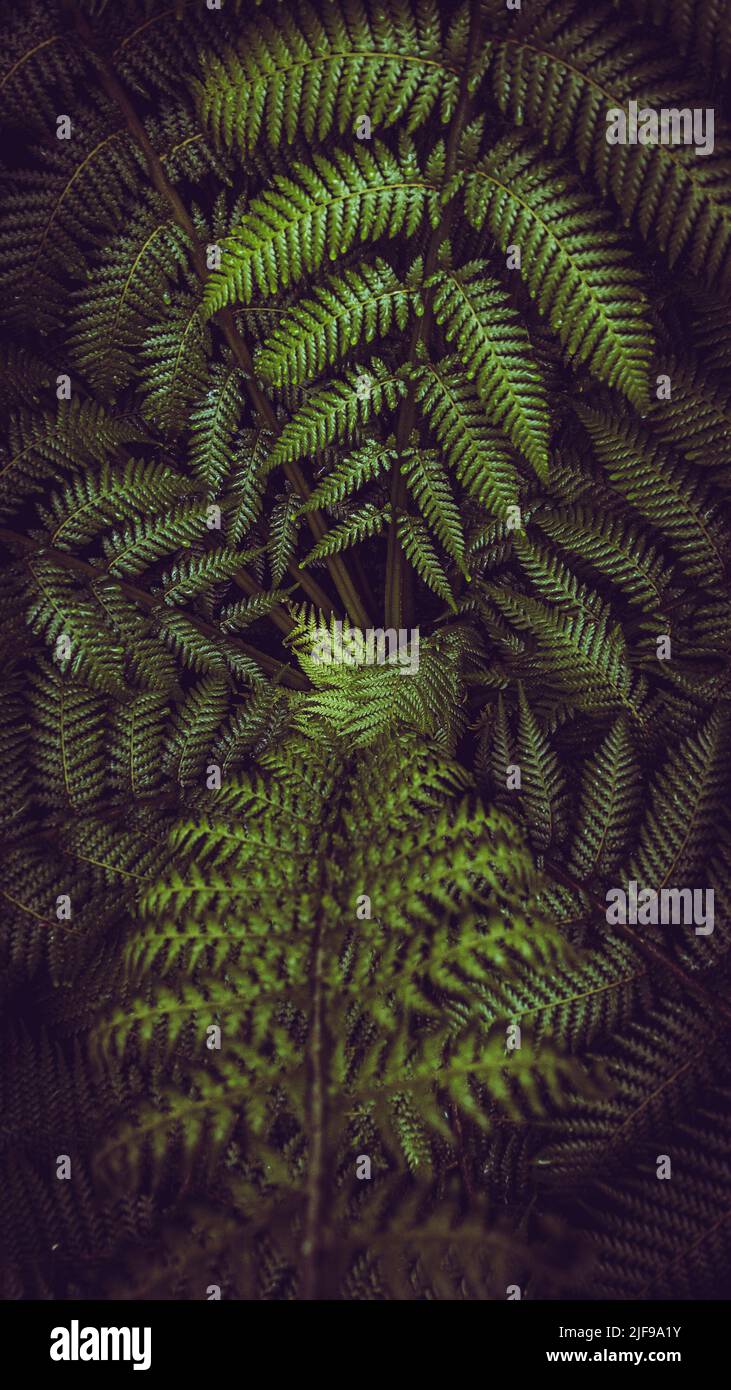 Vertical green fern leaves spreading out creating swirly natural pattern background. Dicksonia sellowiana, the xaxim, or samambaiacu or imperial samam Stock Photo