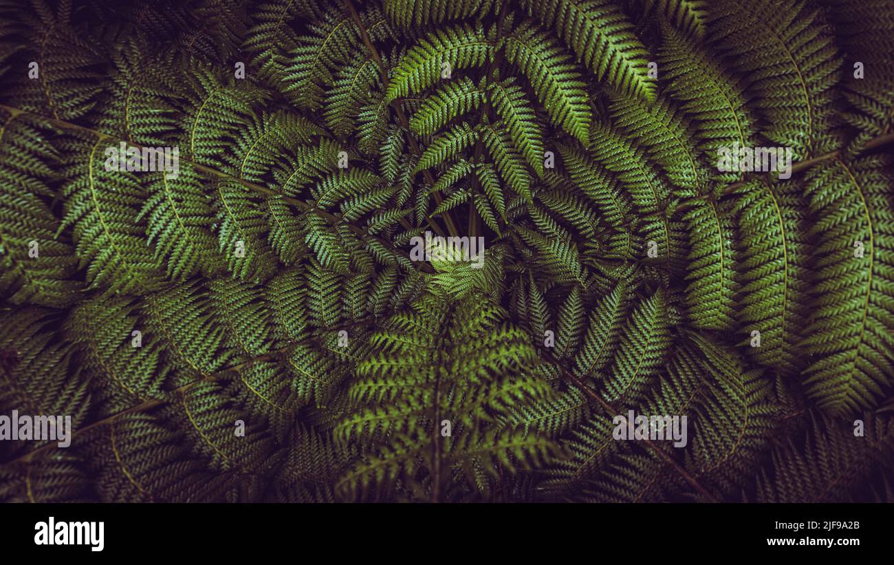 Horizontal banner shot of green fern leaves spreading out creating swirly natural pattern background. Dicksonia sellowiana, the xaxim, or samambaiacu Stock Photo