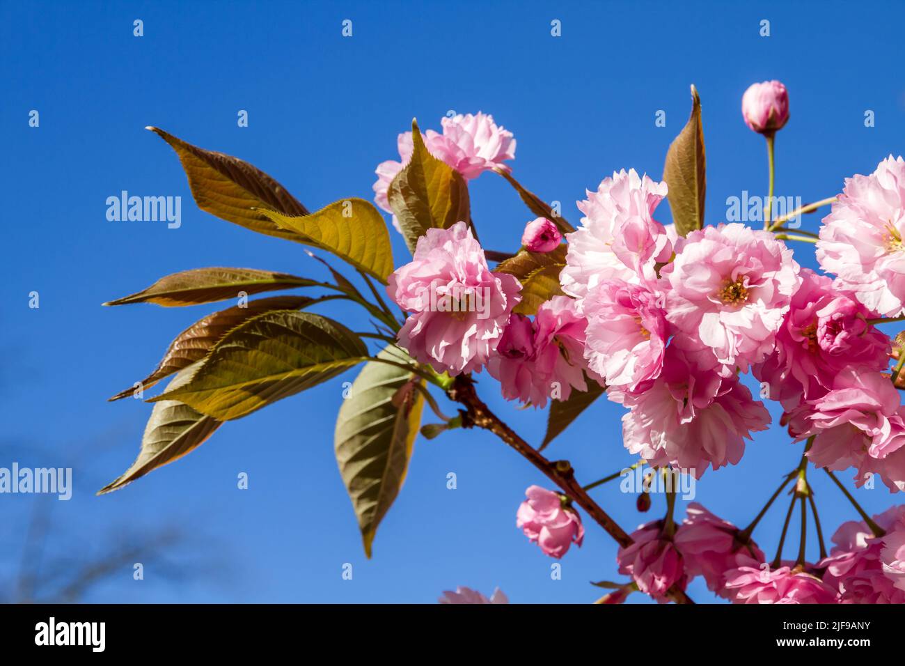 Japanese cherry blossom branch in spring. Blue sky background. Closeup view Stock Photo