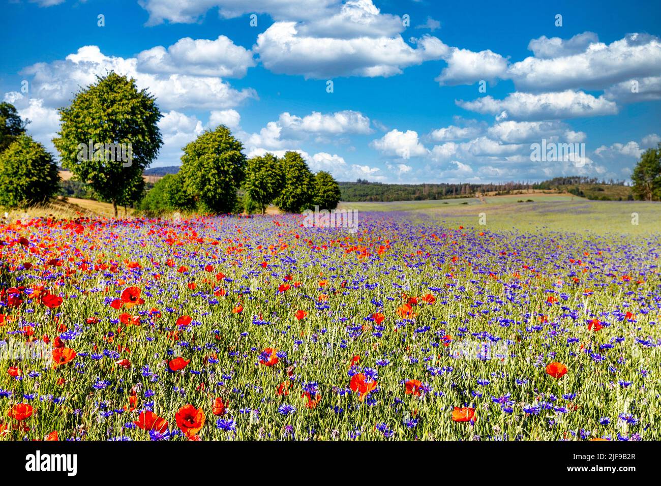 Blumen In Harz Gieen