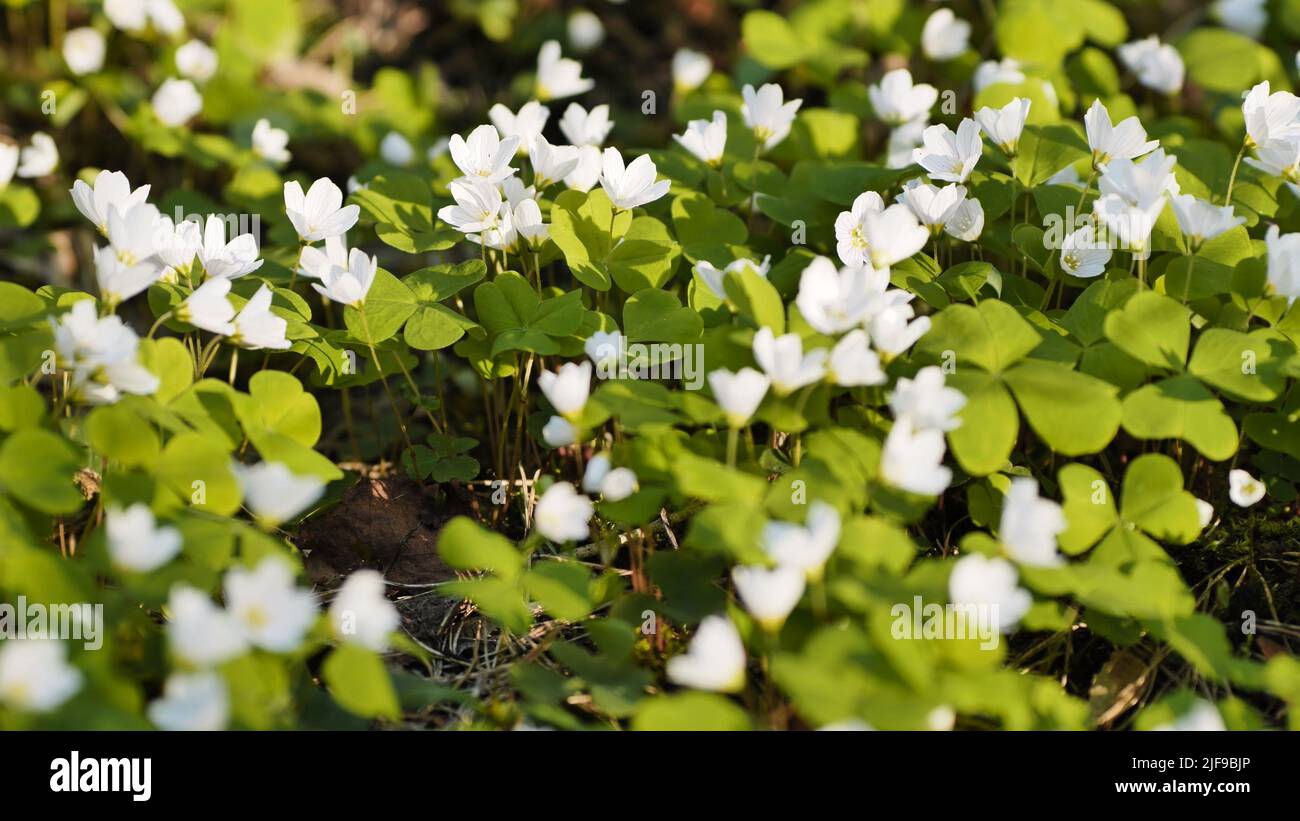 White Oxalis blooms in the forest in spring. View using the slider. Stock Photo