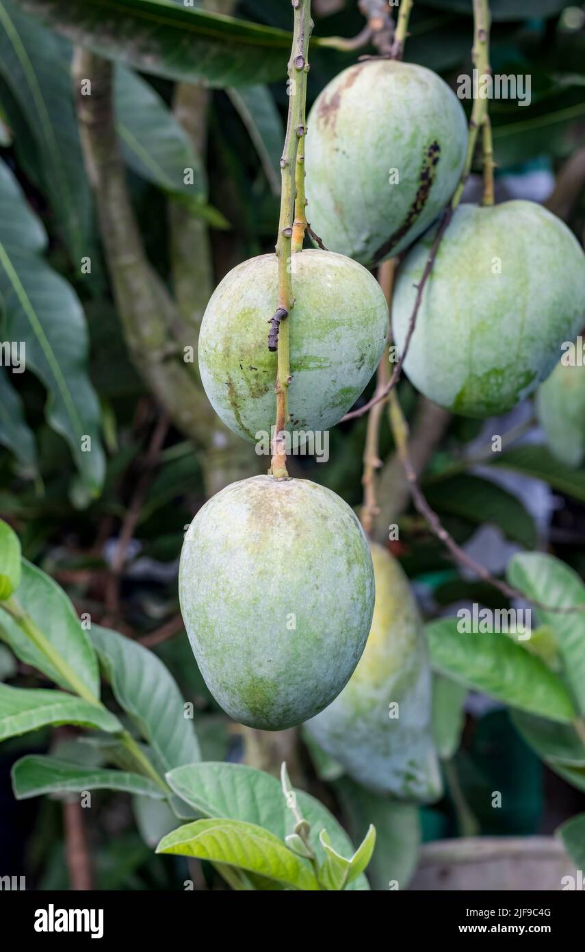 A group of fresh raw green mango hanging on the tree close up Stock Photo