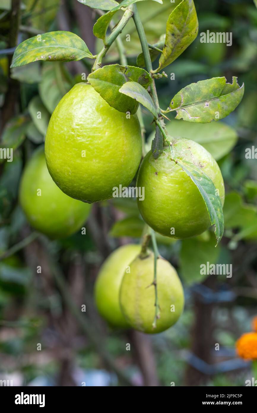 Close up of a group of lemons inside of an agricultural farm Stock Photo
