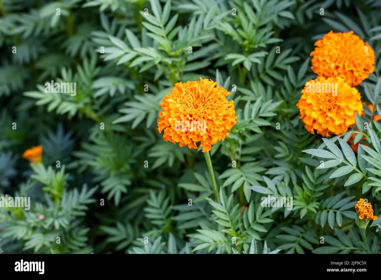 Close up shot of bloomed yellow marigold flower in the garden with copy space Stock Photo