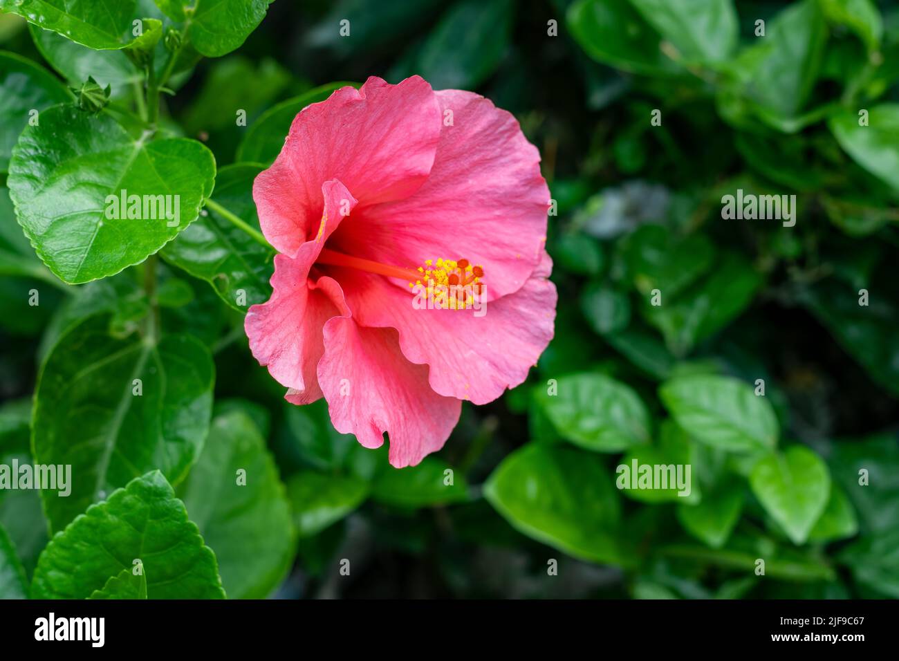 Close up shot of fully bloomed pink color hibiscus rosa sinensis or chinese rose flower in the garden with copy space Stock Photo