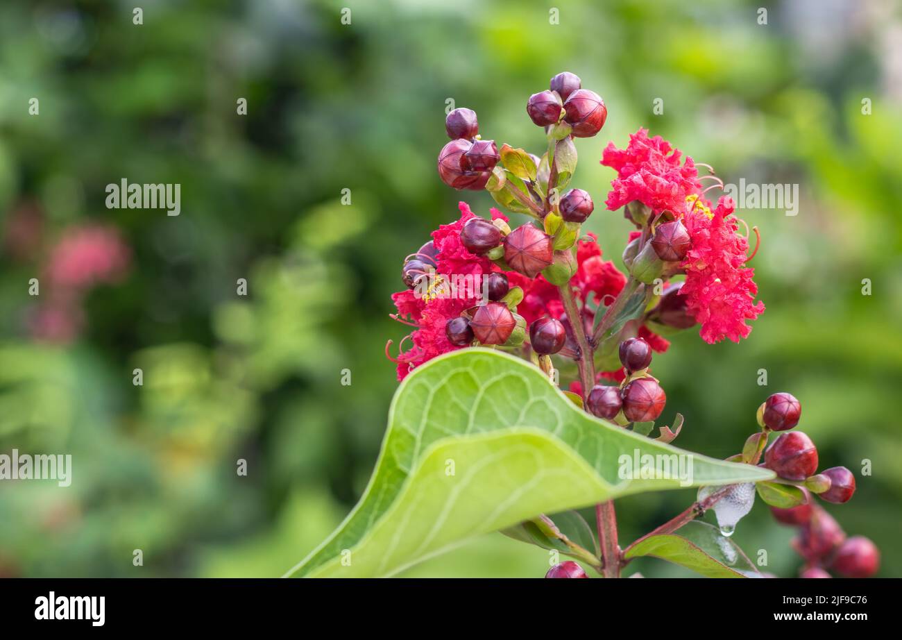 Close up shot of red viburnum tinus flower in the garden with copy space Stock Photo