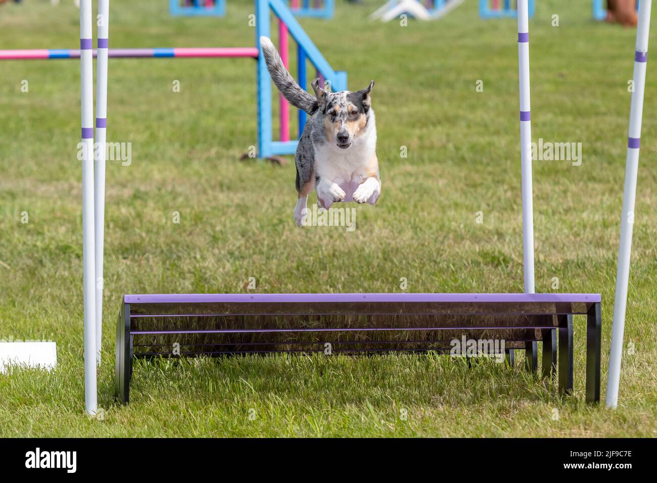 Dog agility race hi res stock photography and images Page 2 Alamy