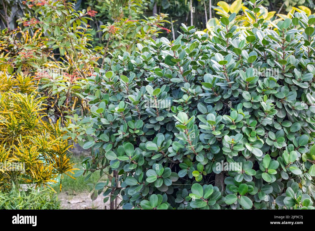 Green decorative plants in the yard garden close up Stock Photo