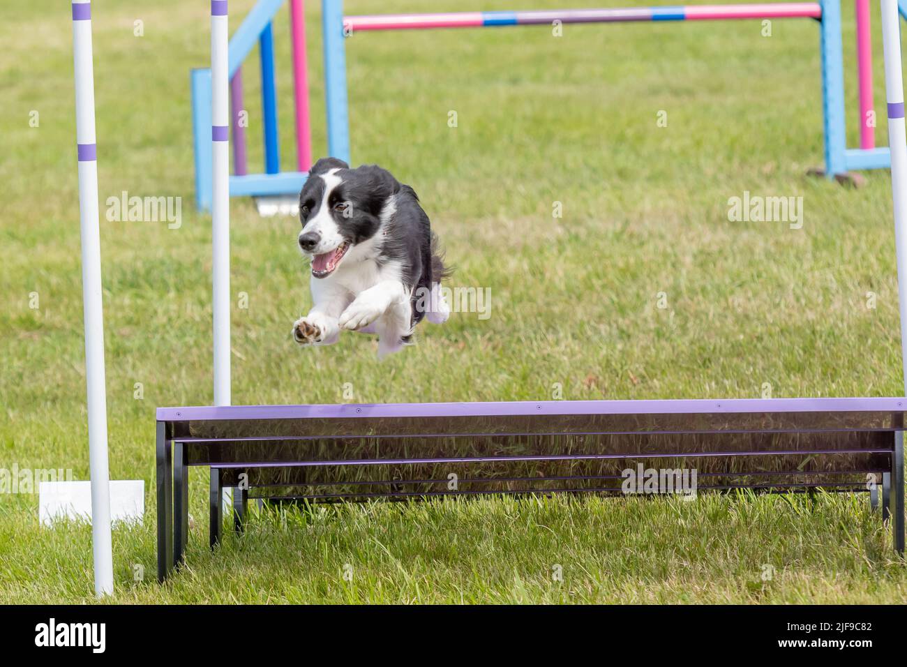 Dog jumping during an agility competition Stock Photo Alamy