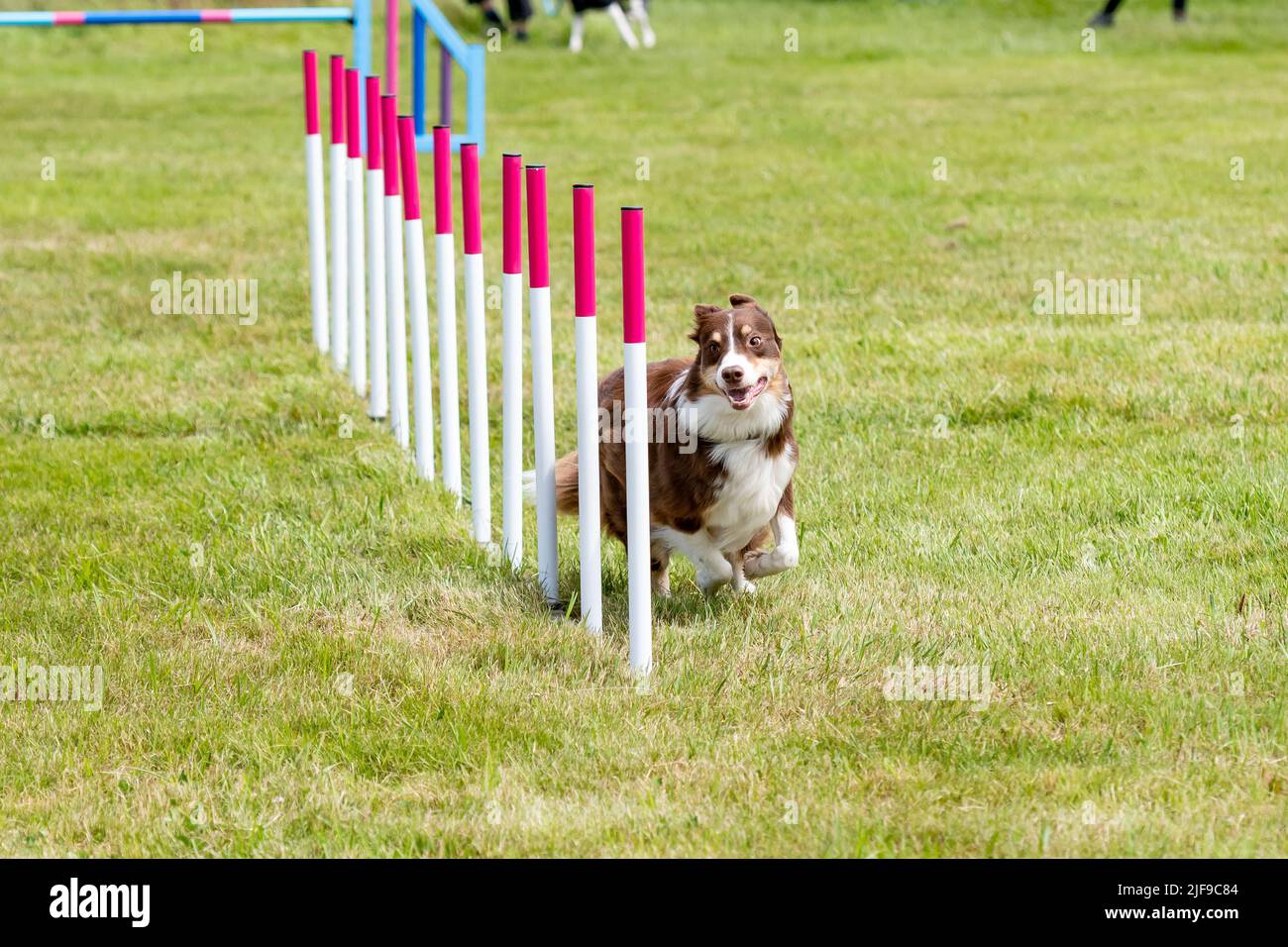 Dog weaving during agility competition Stock Photo Alamy
