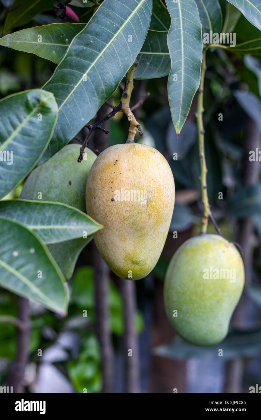 Hanging ripe and raw mango on a rooftop garden close up Stock Photo