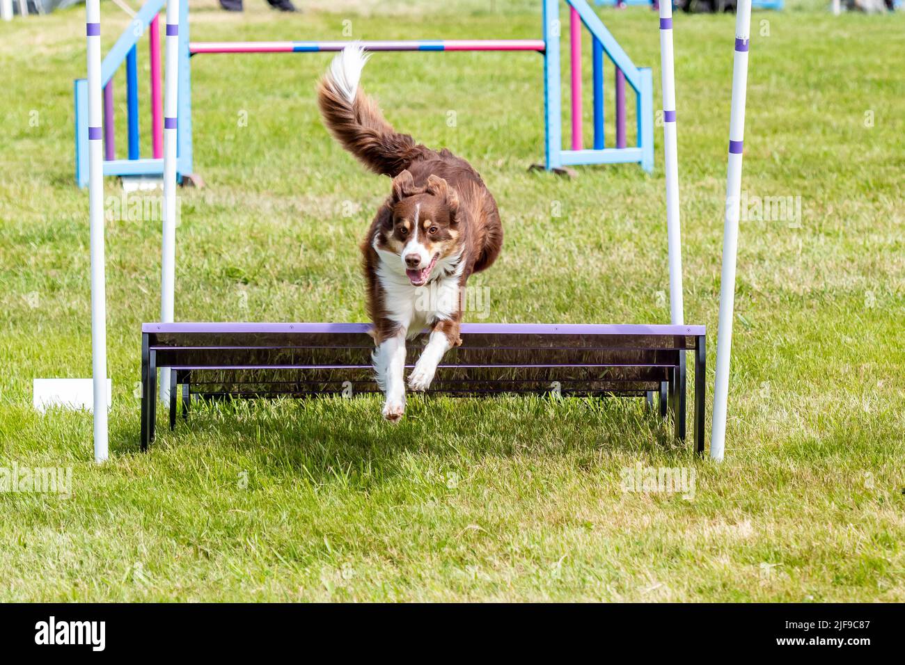 Dog jumping during an agility competition Stock Photo Alamy
