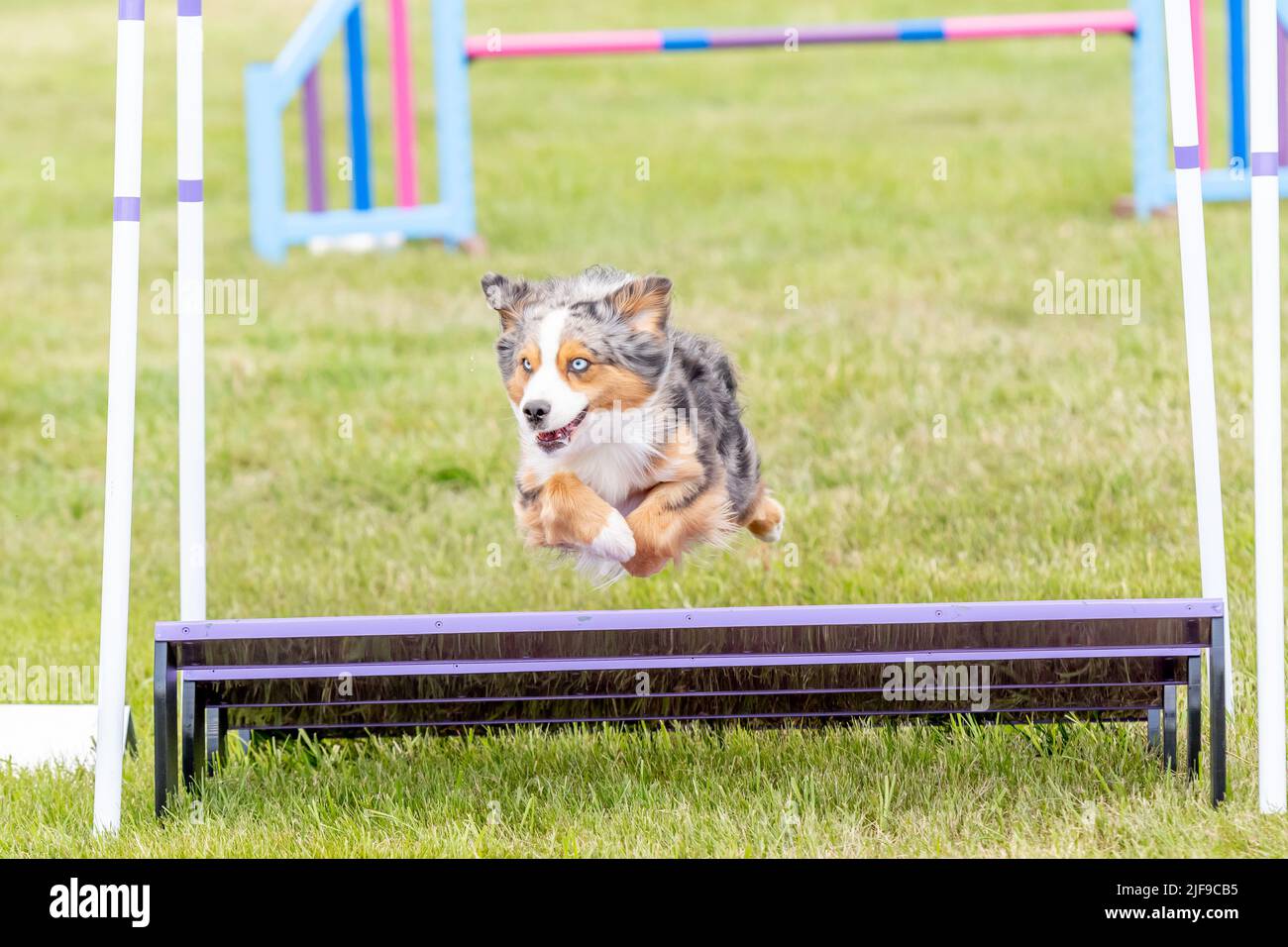 Dog jumping during an agility competition Stock Photo Alamy