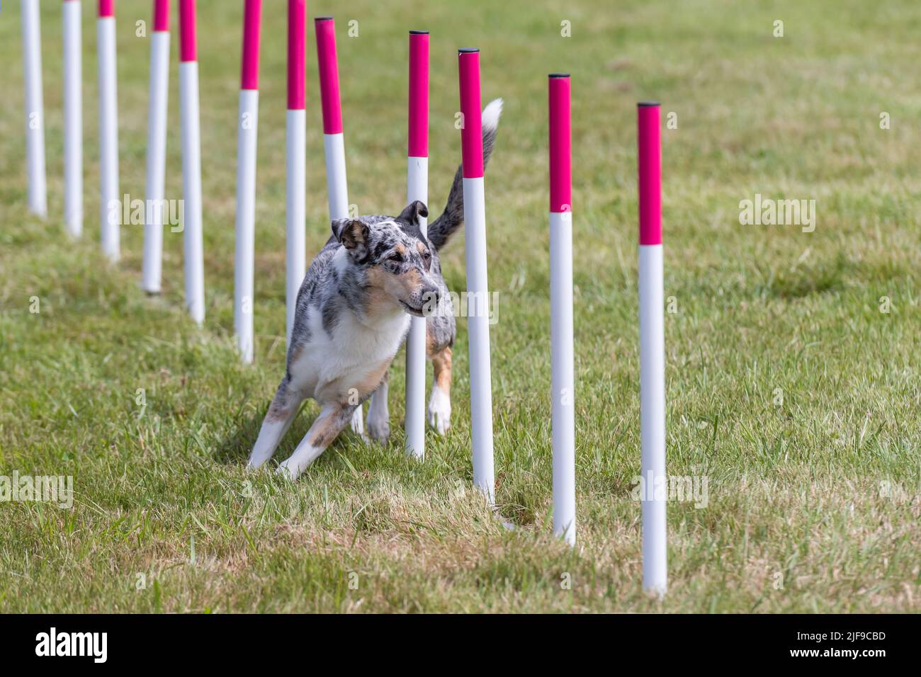 Dog weaving during agility competition Stock Photo Alamy