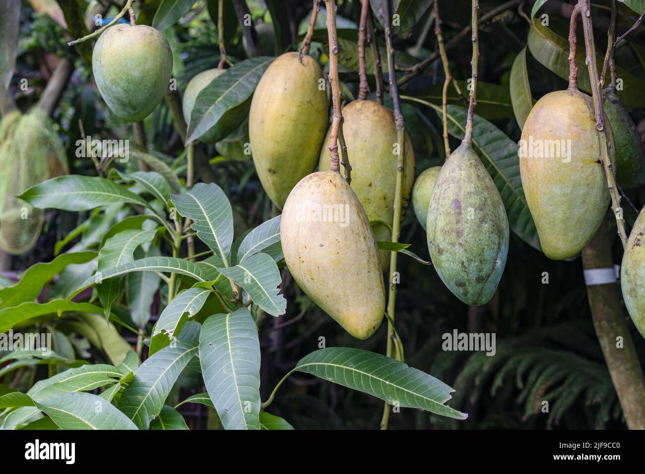 Mango tree with hanging various mangoes close up Stock Photo