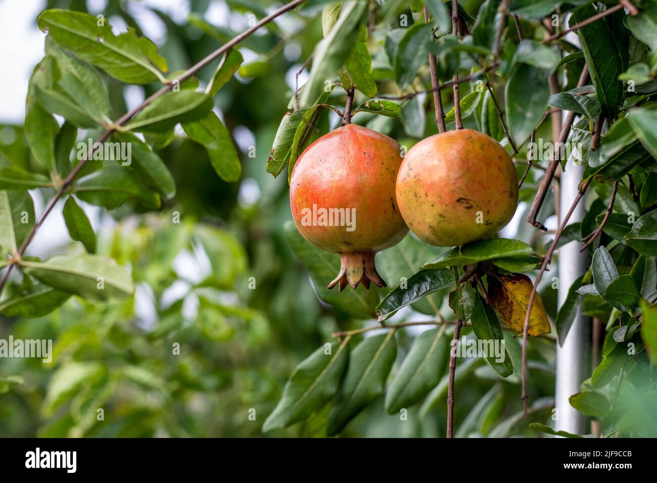 Mature pomegranate fruit hanging in the garden with copy space Stock Photo