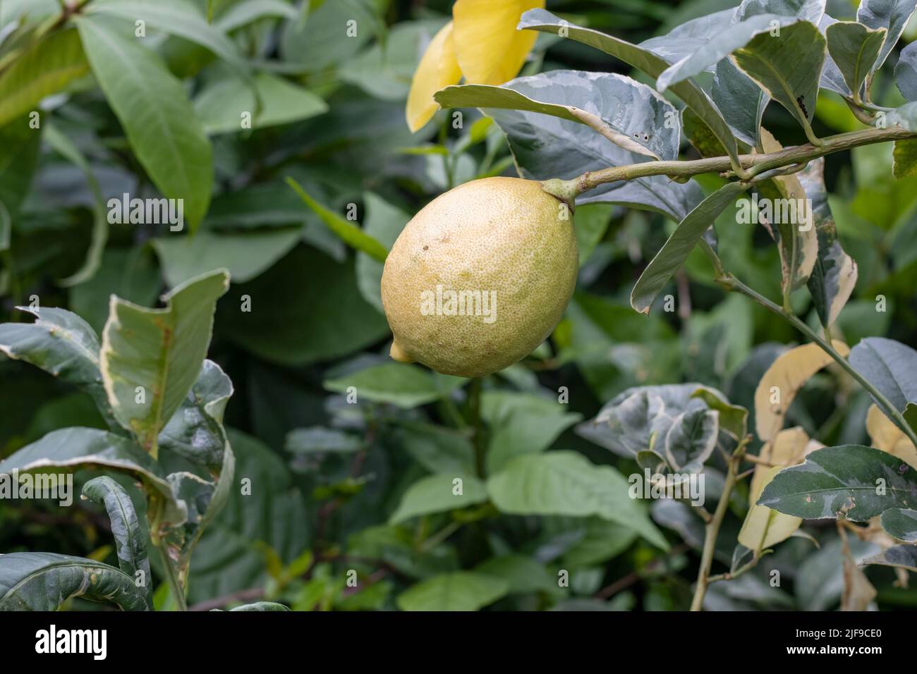 Mature ripe lemon or lime fruit close up inside of the garden with copy space Stock Photo