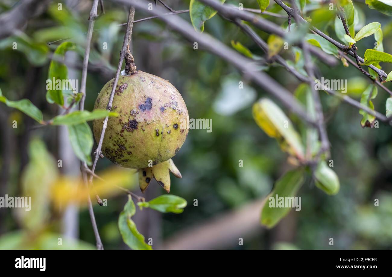 Organic pomegranate fruit hanging on the tree close up Stock Photo