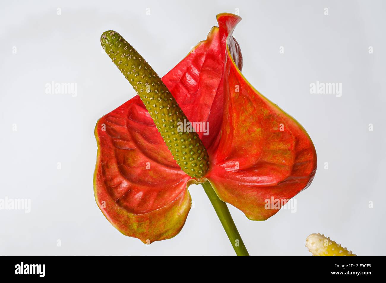 Anthurium, kitna, Anthurium Schott, red leaf, flower, macro on a white background Stock Photo