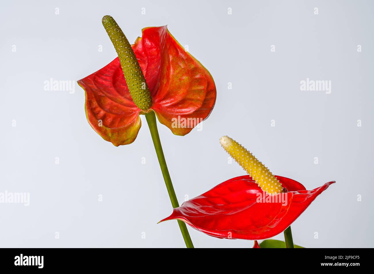 Anthurium, kitna, Anthurium Schott, red leaf, flower, macro on a white background Stock Photo