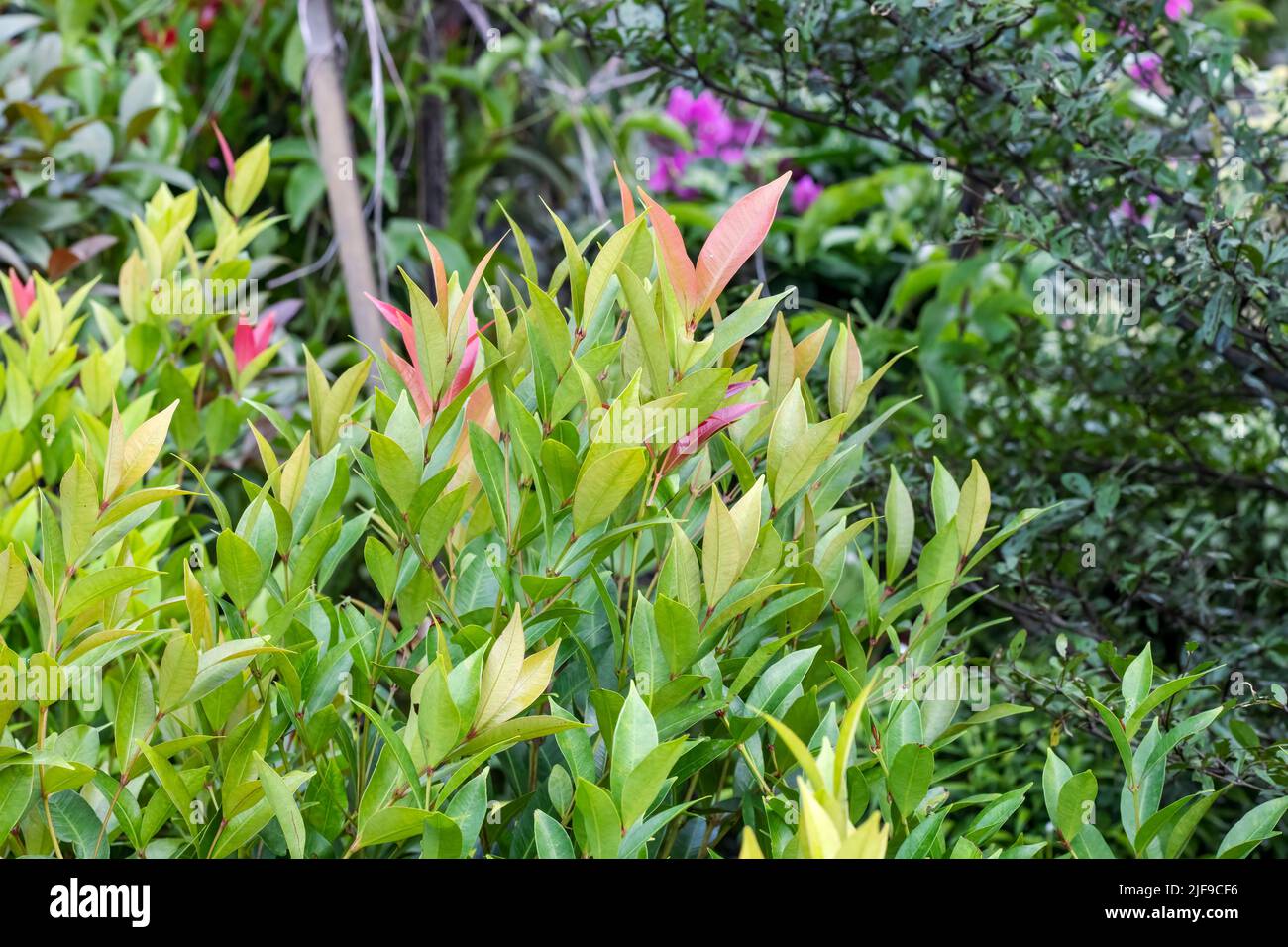 Ornamental plant with young branches and leaves close up inside of a botanical garden Stock Photo