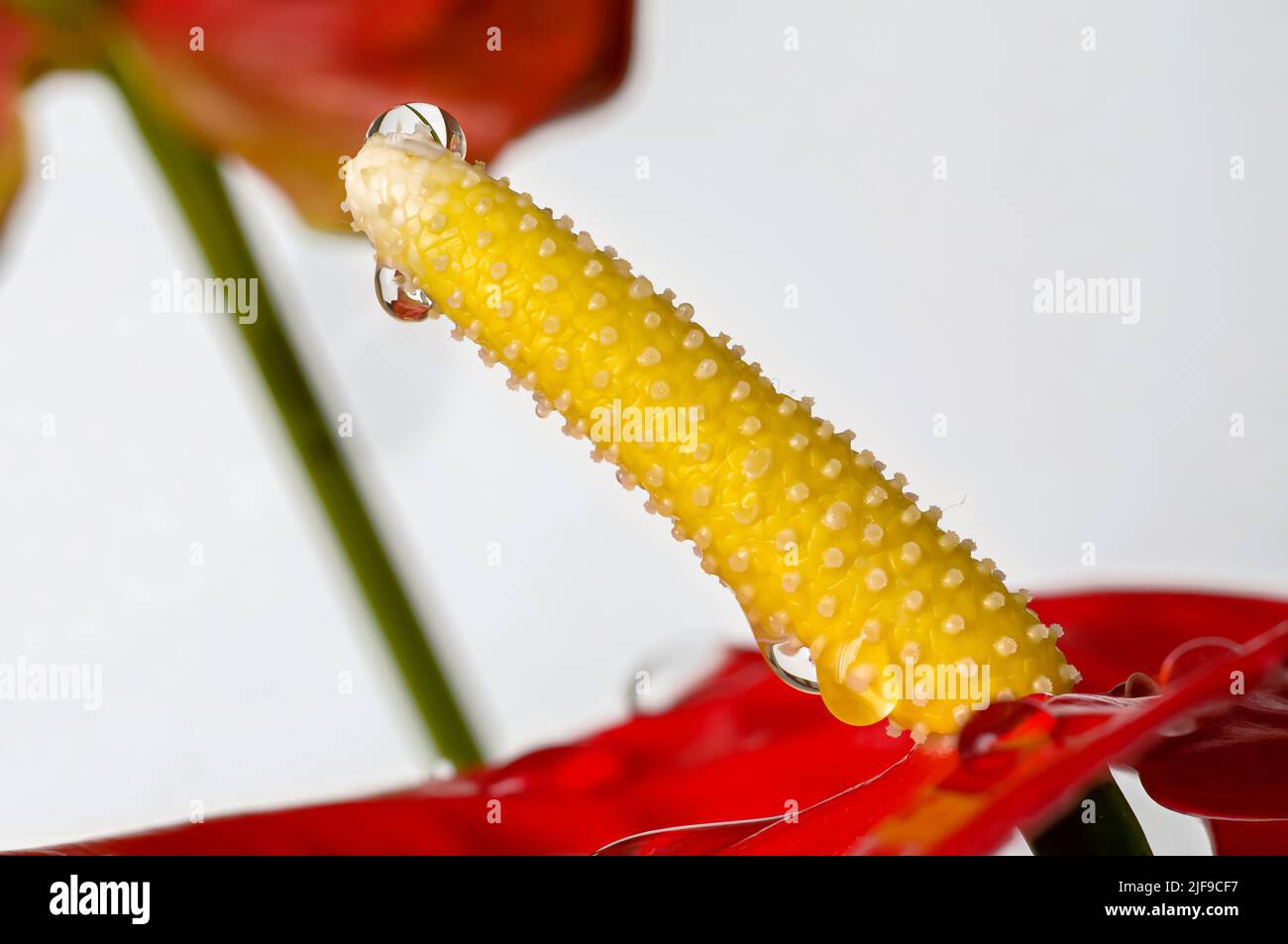 Anthurium, kitna, Anthurium Schott, red leaf, flower, water drops, macro on white background Stock Photo