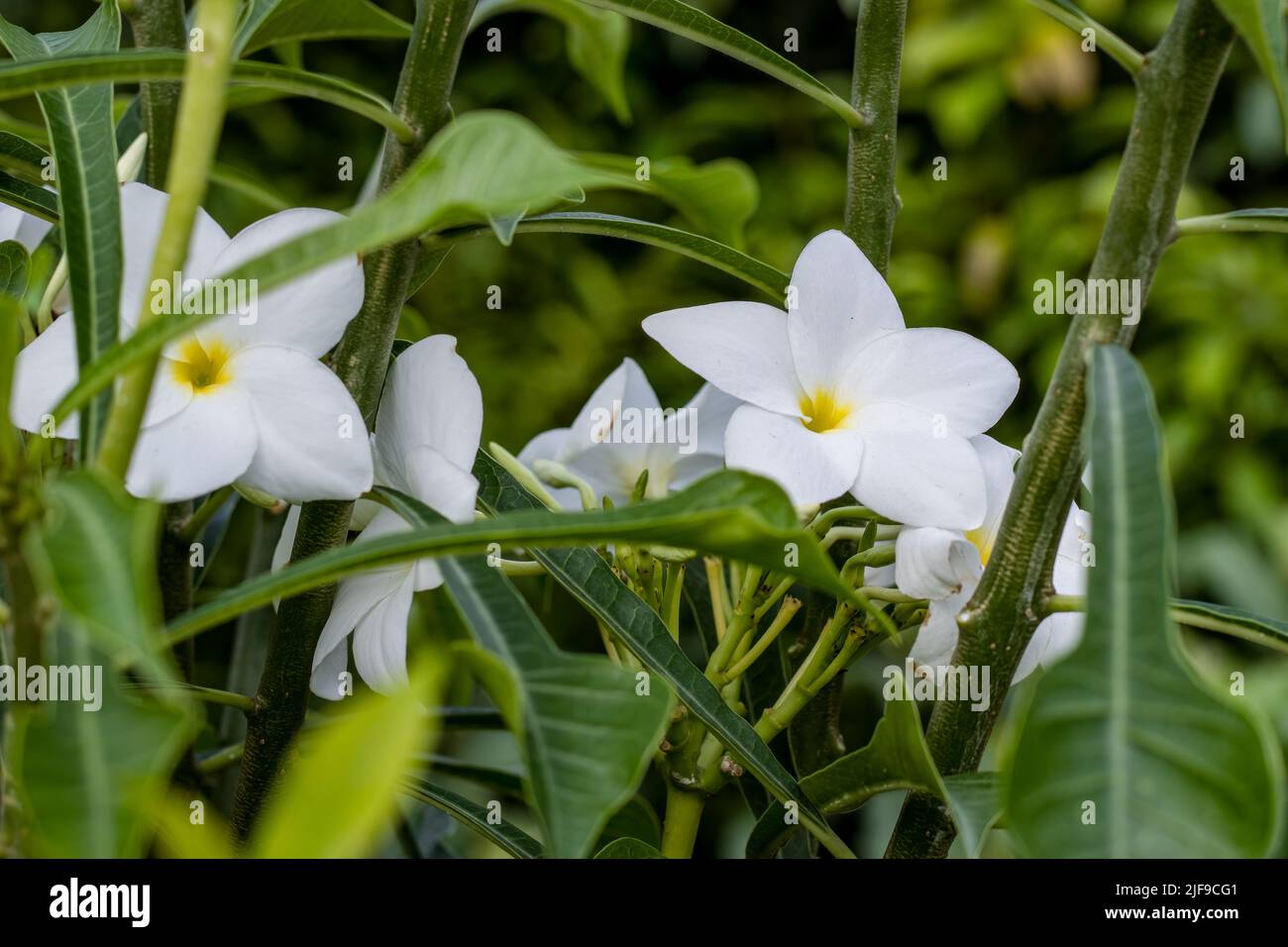 Selective focused fully blossomed white frangipani or plumeria flowers in the garden Stock Photo