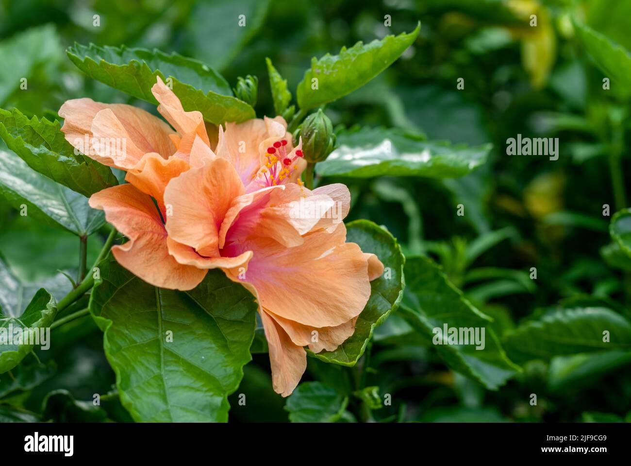 Selective focused multicolor hibiscus rosa sinensis or chinese rose flower in the garden with copy space Stock Photo