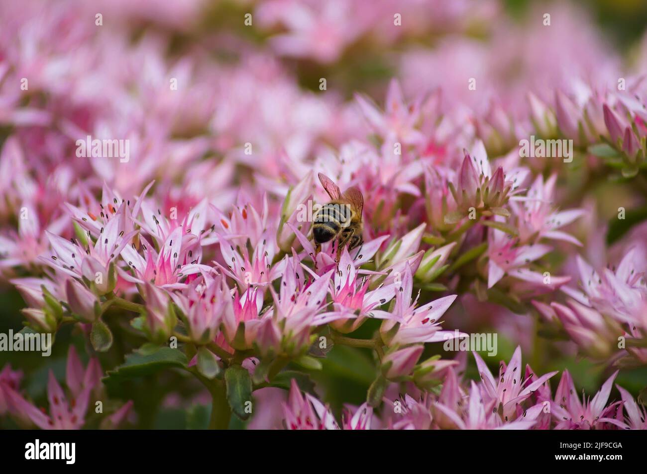 Worker bee on pink (Sedum spectabile) flower bush with soft focus background Stock Photo