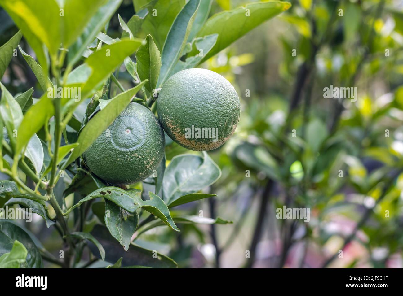 Young citrus fruit tangerine growing on a branch in the garden with copy space Stock Photo