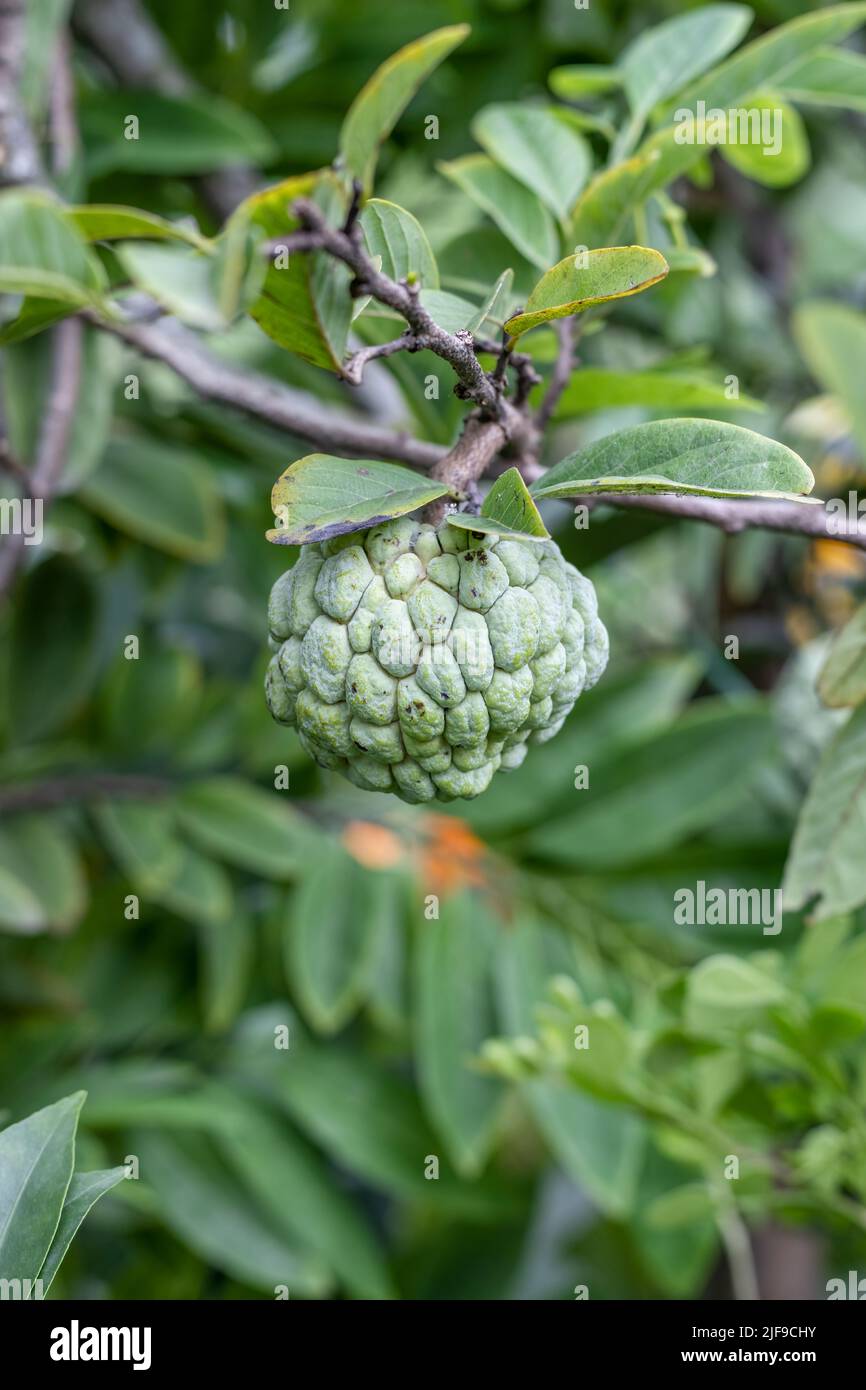 Young sugar apple fruit growing on the tree close up with selective focus Stock Photo