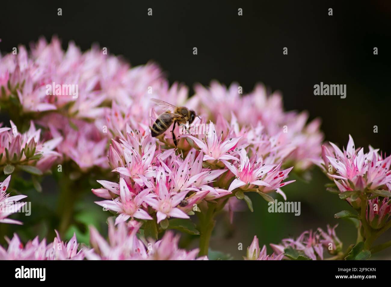 Worker bee on pink (Sedum spectabile) flower bush with soft focus background Stock Photo