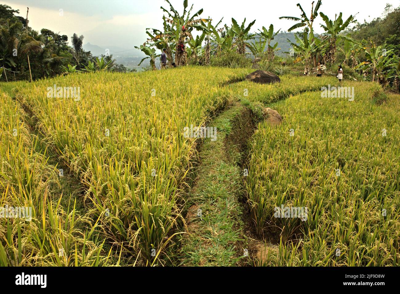 Ripe rice on a rice field in Sumedang, West Java, Indonesia. The latest data indicate the global harvested area of rice to have grown by 11% between 1990 and 2019, with total paddy production increasing by 46%, from 519 megaton to 755 megaton, according to Intergovernmental Panel on Climate Change (IPCC) in their 2022 report. Stock Photo