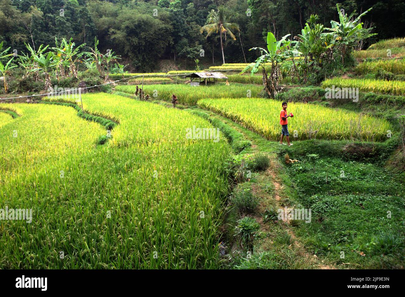 Landscape of rice terraces in Sumedang, West Java, Indonesia. The ...