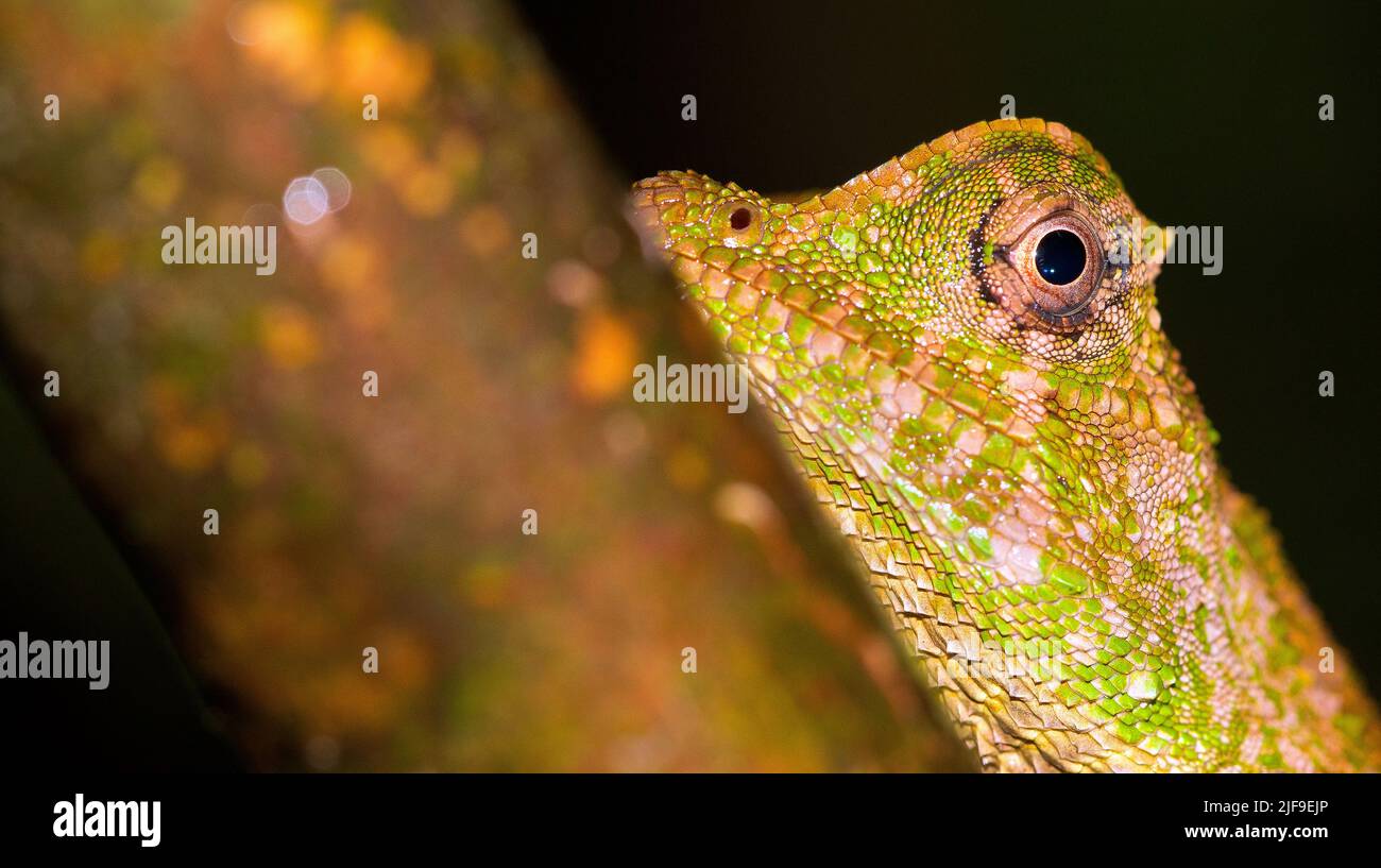 Hump-nosed Lizard, Lyriocephalus scutatus, Sinharaja National Park Rain Forest, UNESCO World Heritage Site Biosphere Reserve, Sri Lanka, Asia Stock Photo