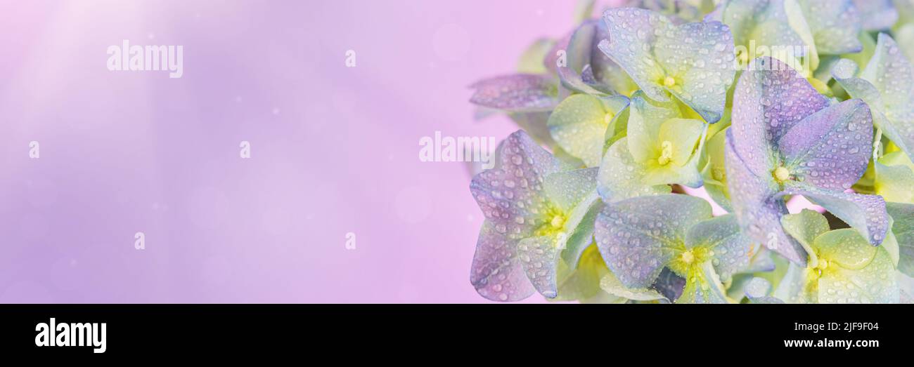 Panoramic Spring Nature background with blooming hydrangea flowers Stock Photo