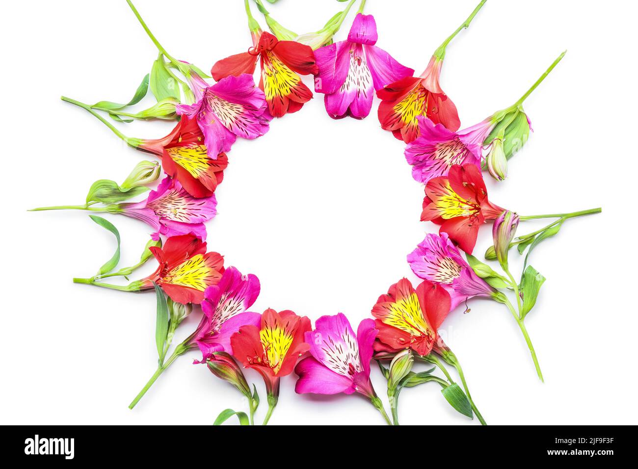 Frame made of beautiful alstroemeria flowers on white background Stock ...