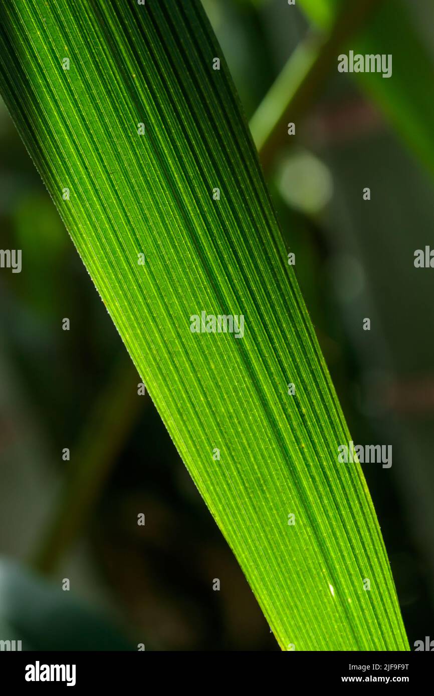 Growing Texture Tropical growing green flora nature texture pattern Stock Photo - Alamy
