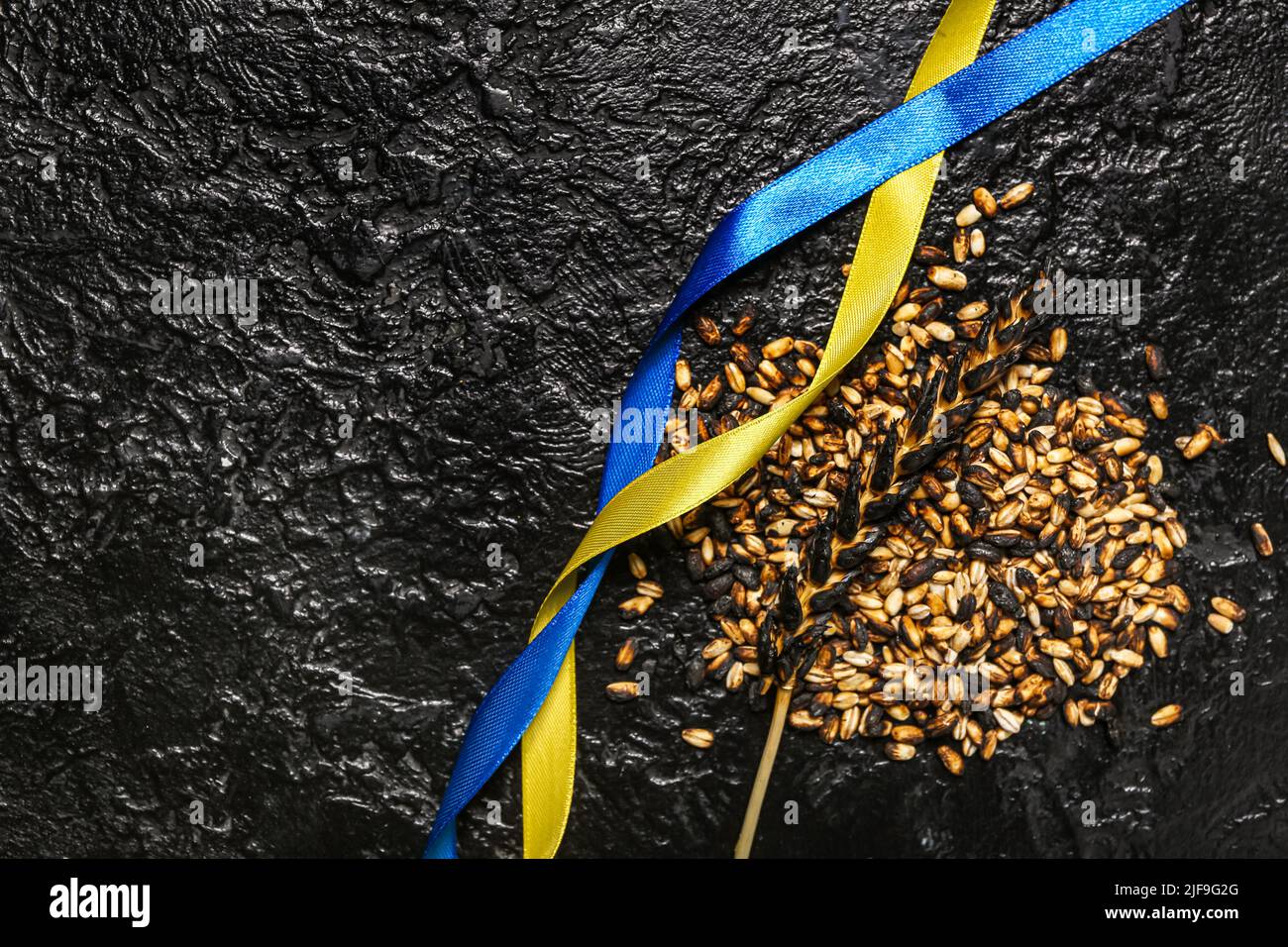 Burned wheat spikelet and ribbons in colors of Ukrainian flag on dark ...