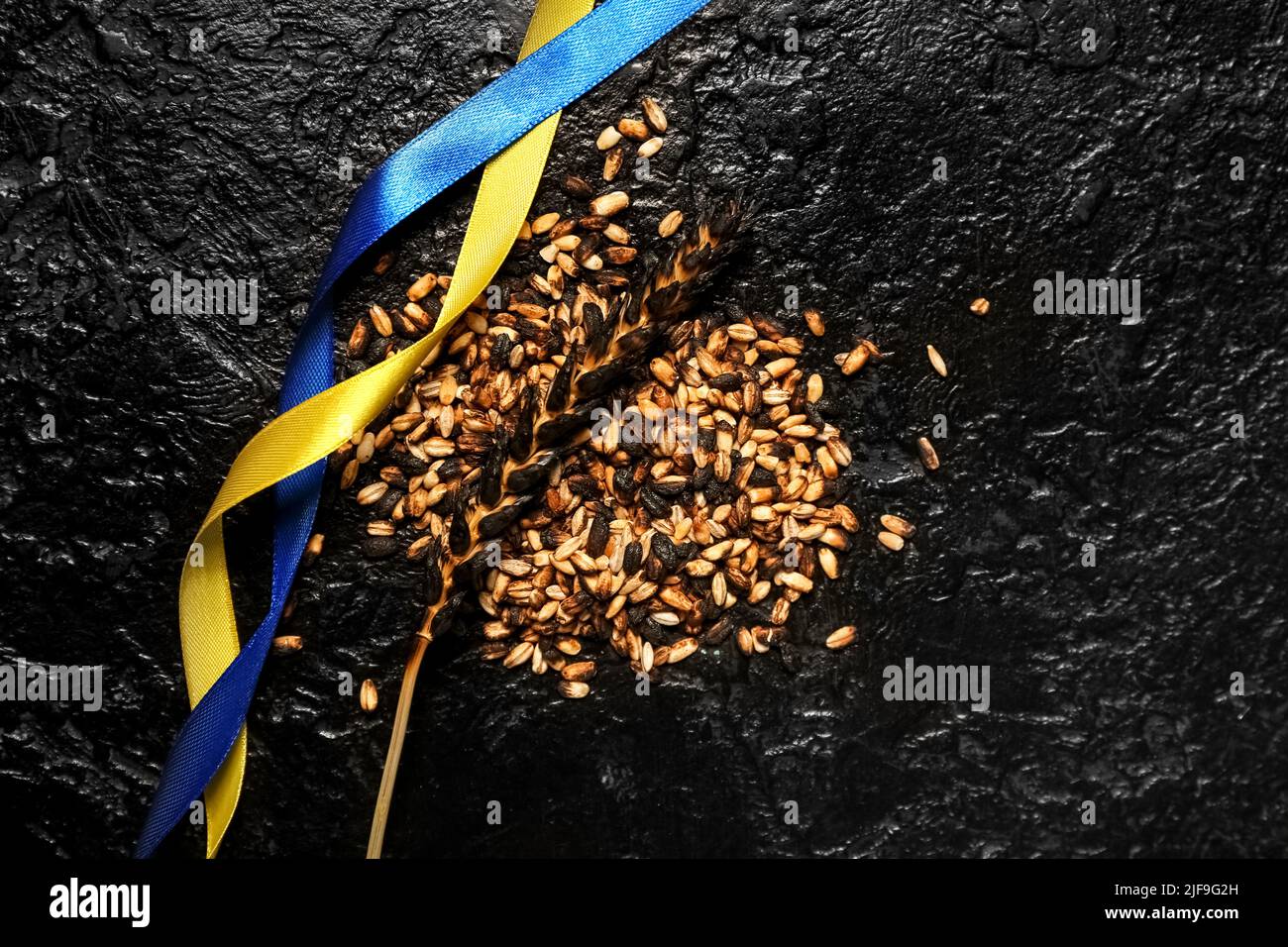 Burned wheat spikelet and ribbons in colors of Ukrainian flag on dark ...