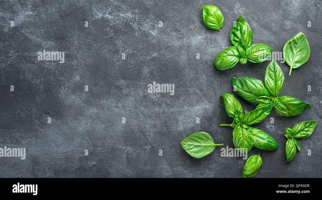 Fresh basil leaves on a black background. Stock Photo