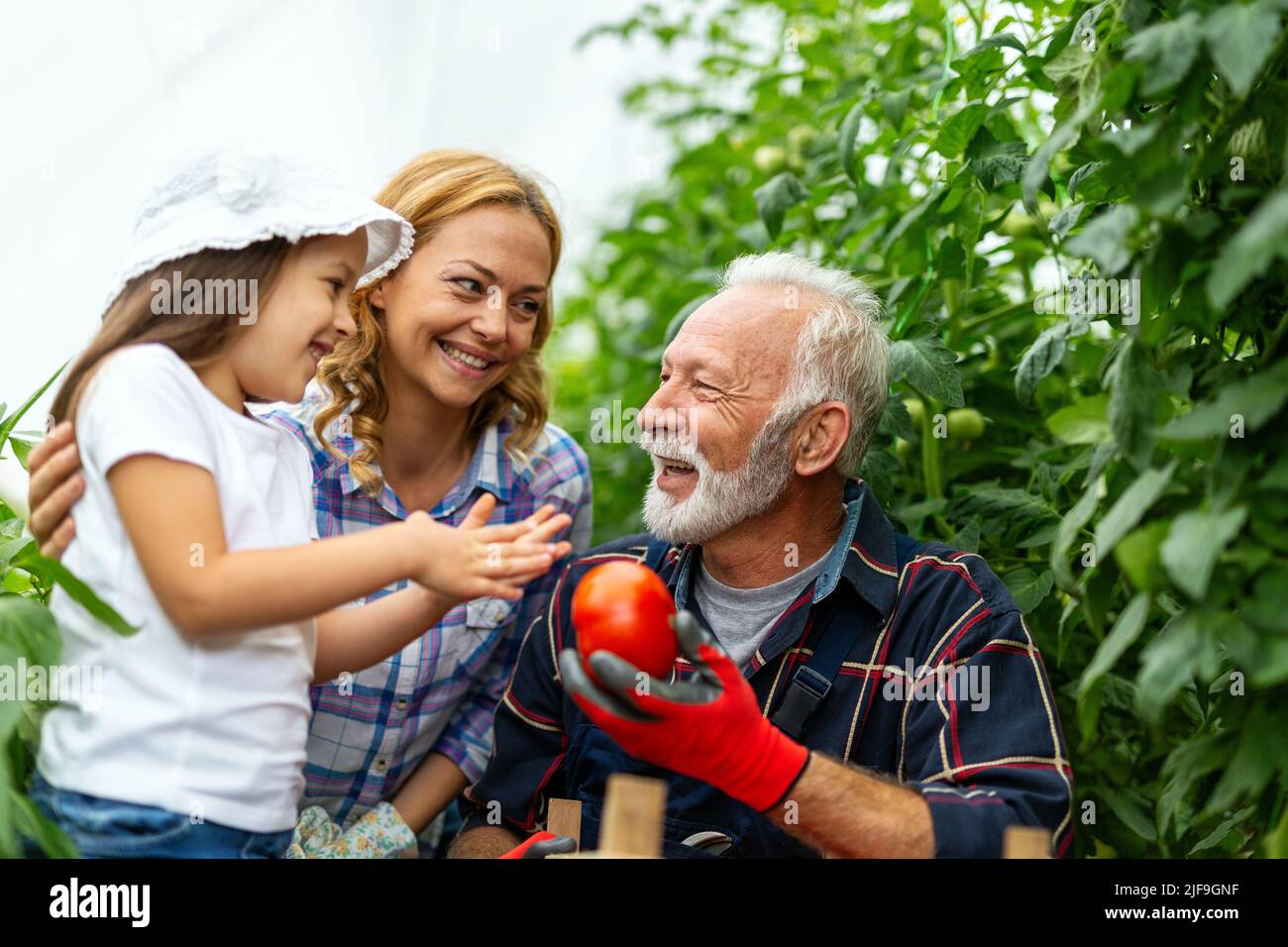 Grandfather growing organic vegetables with family at bio farm. People healthy food concept Stock Photo