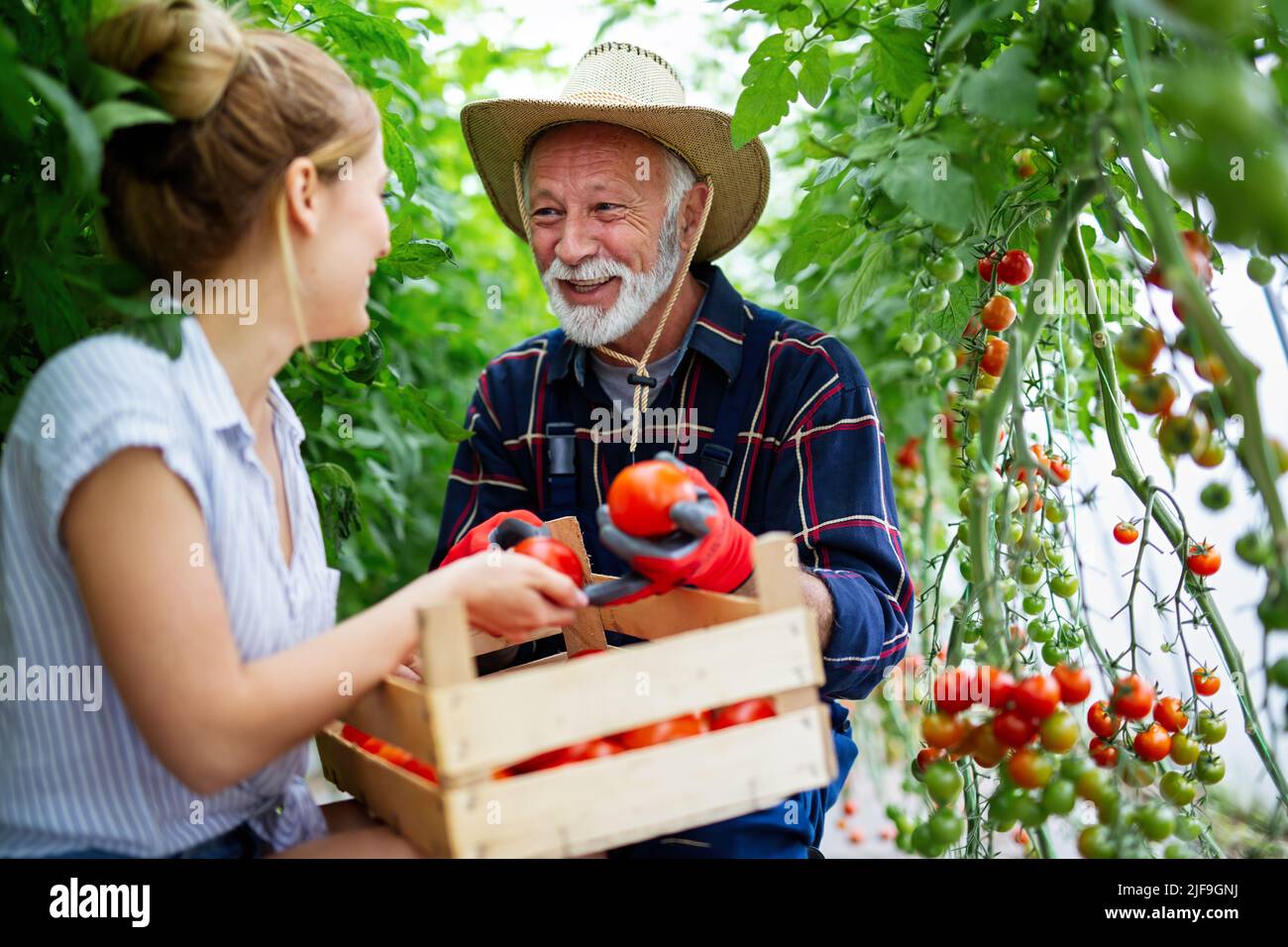 Grandfather growing organic vegetables with family at bio farm. People healthy food concept Stock Photo