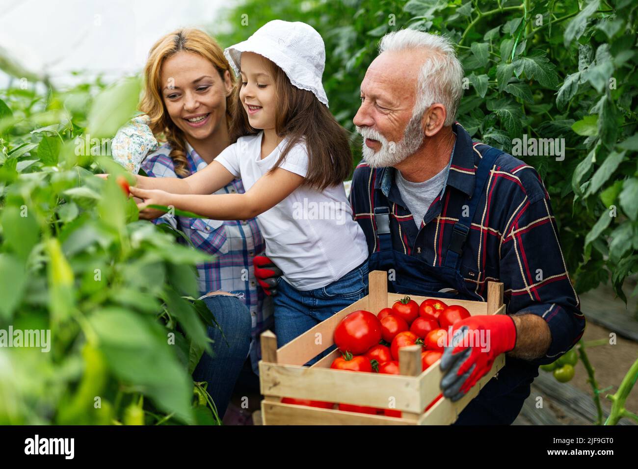 Grandfather growing organic vegetables with family at bio farm. People healthy food concept Stock Photo