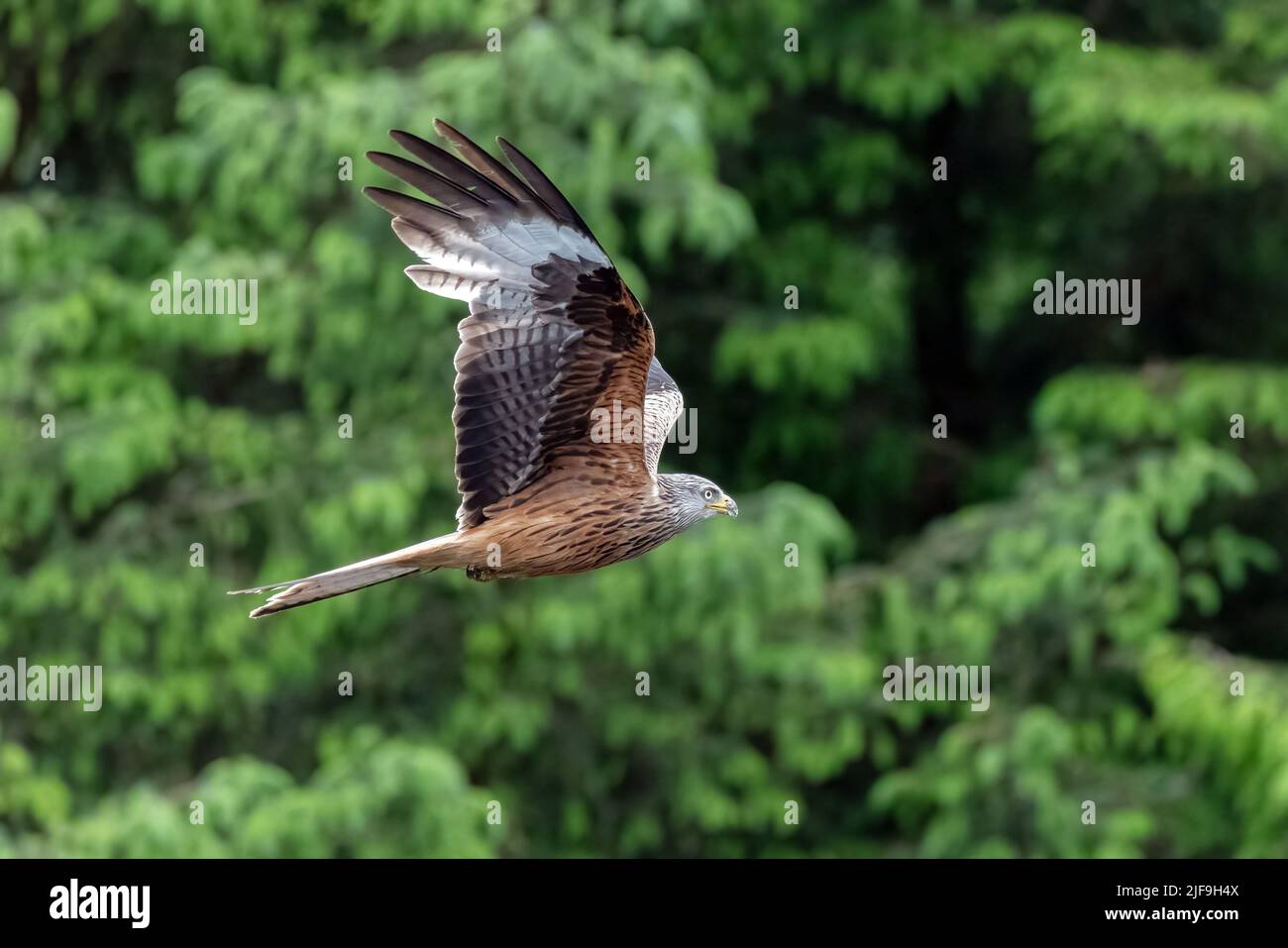 A close up of a red kite in flight. The background consists of trees which are out of focus. Its wings are spread out Stock Photo