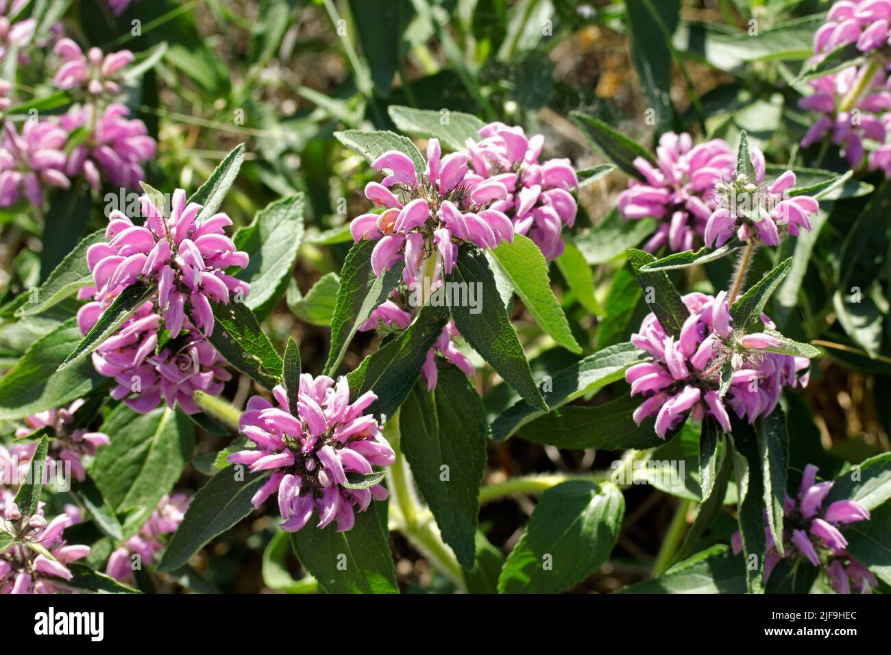 Jerusalem sage. Phlomis purpurea. Typical mditerranean plant, Stock Photo