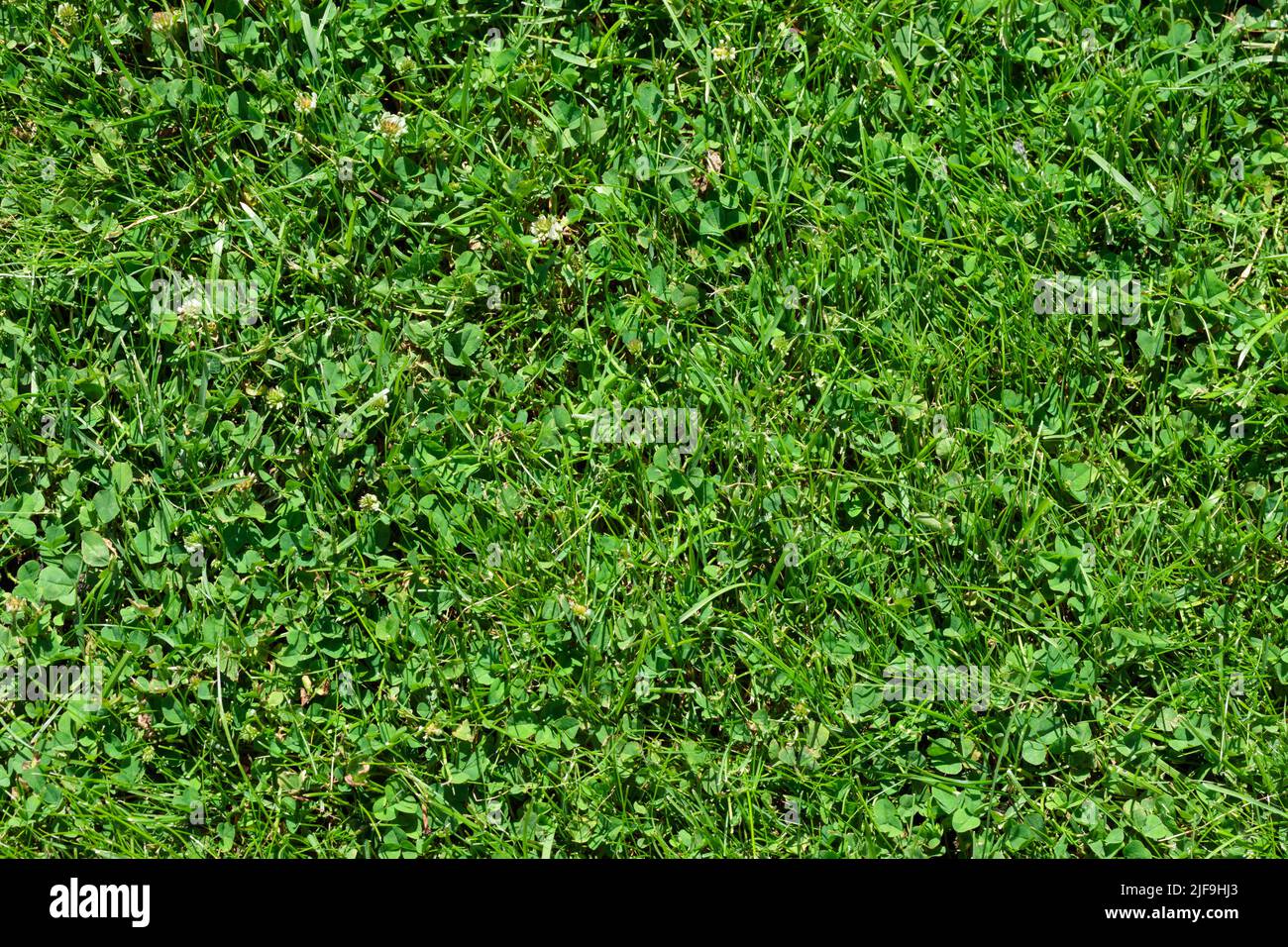 Nature summer background with green grass Stock Photo - Alamy