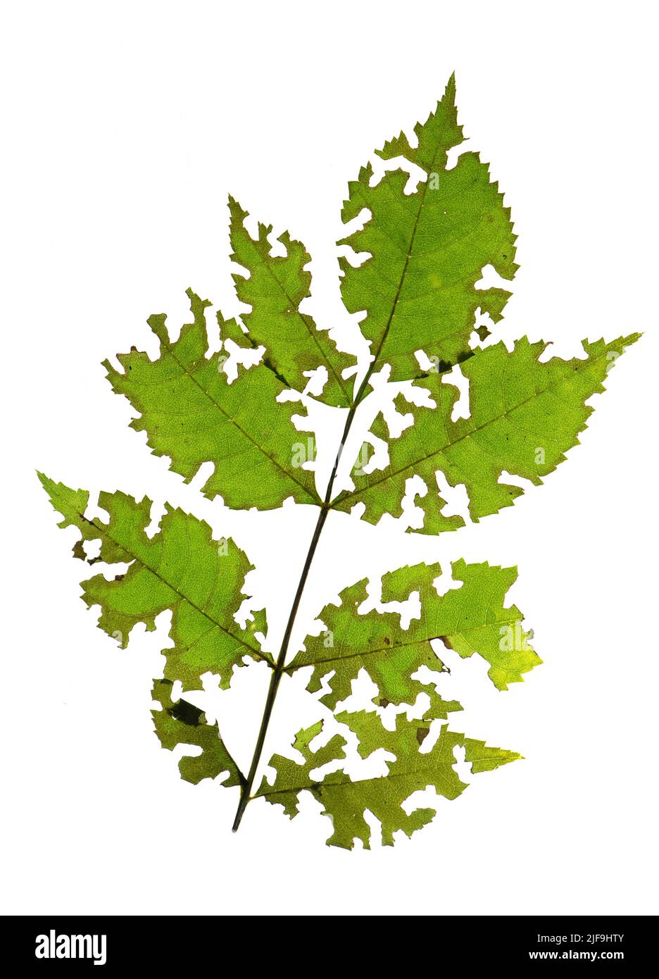 Insect damage to Hornbeam leaves (Carpinus betulus). Surrey, UK Stock Photo