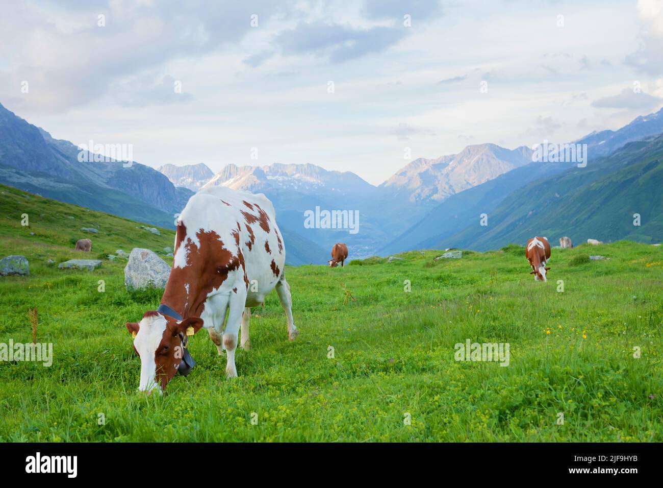 Cows in pasture on alpine meadow in Switzerland mountains on background ...